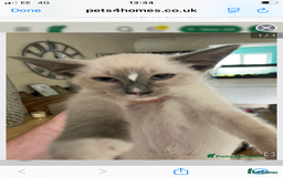 Ragdoll cats for sale: Ragamise  - Image 3