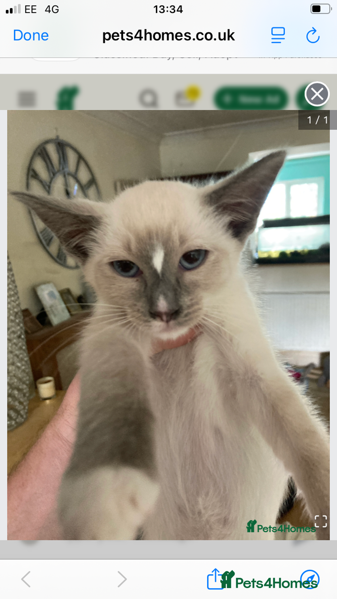 Ragdoll cats for sale: Ragamise  - Image 3