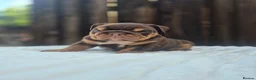 English Bulldog dogs for sale: READY TO LEAVE! KC ENGLISH BULLDOG PUPS  - Advert 20