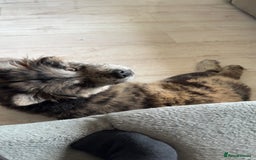 Chow Chow dogs for sale: Female Merle chow chow - Image 3
