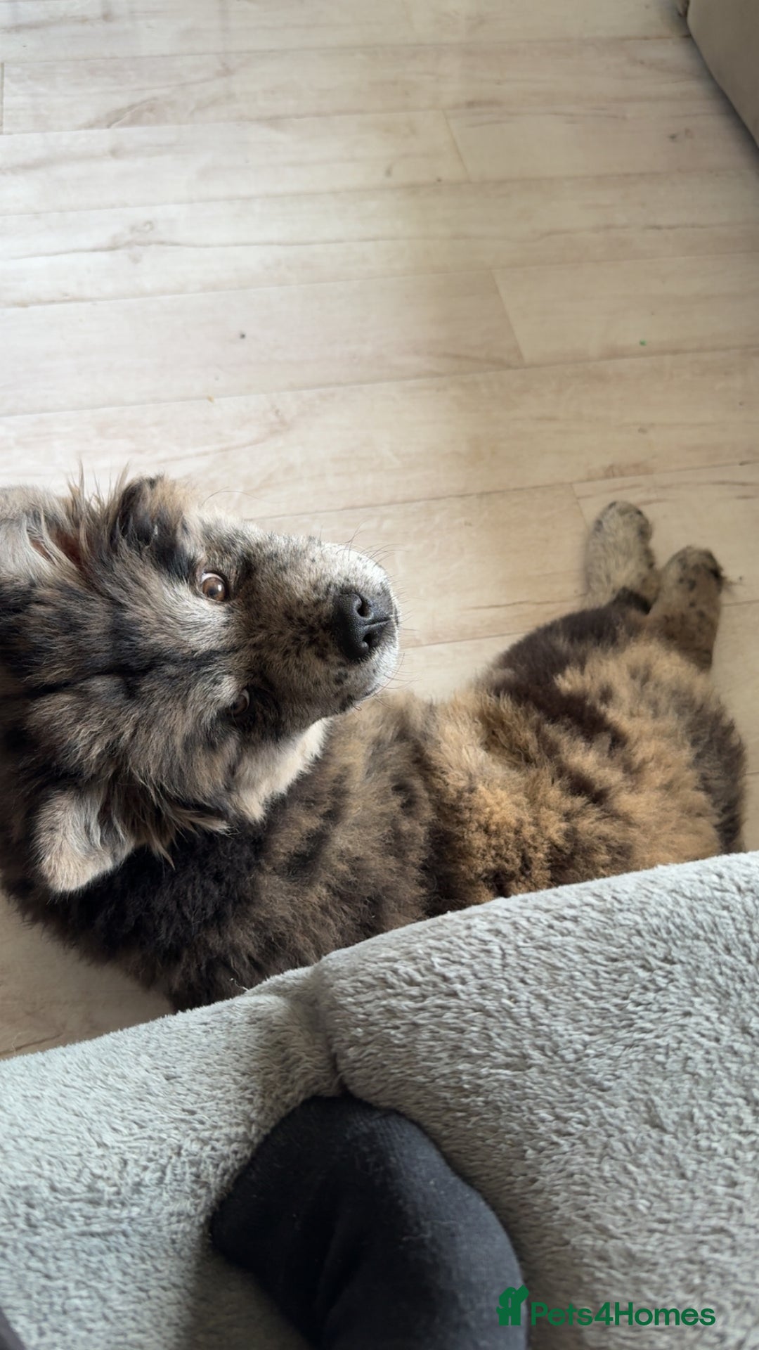 Chow Chow dogs for sale: Female Merle chow chow - Image 3