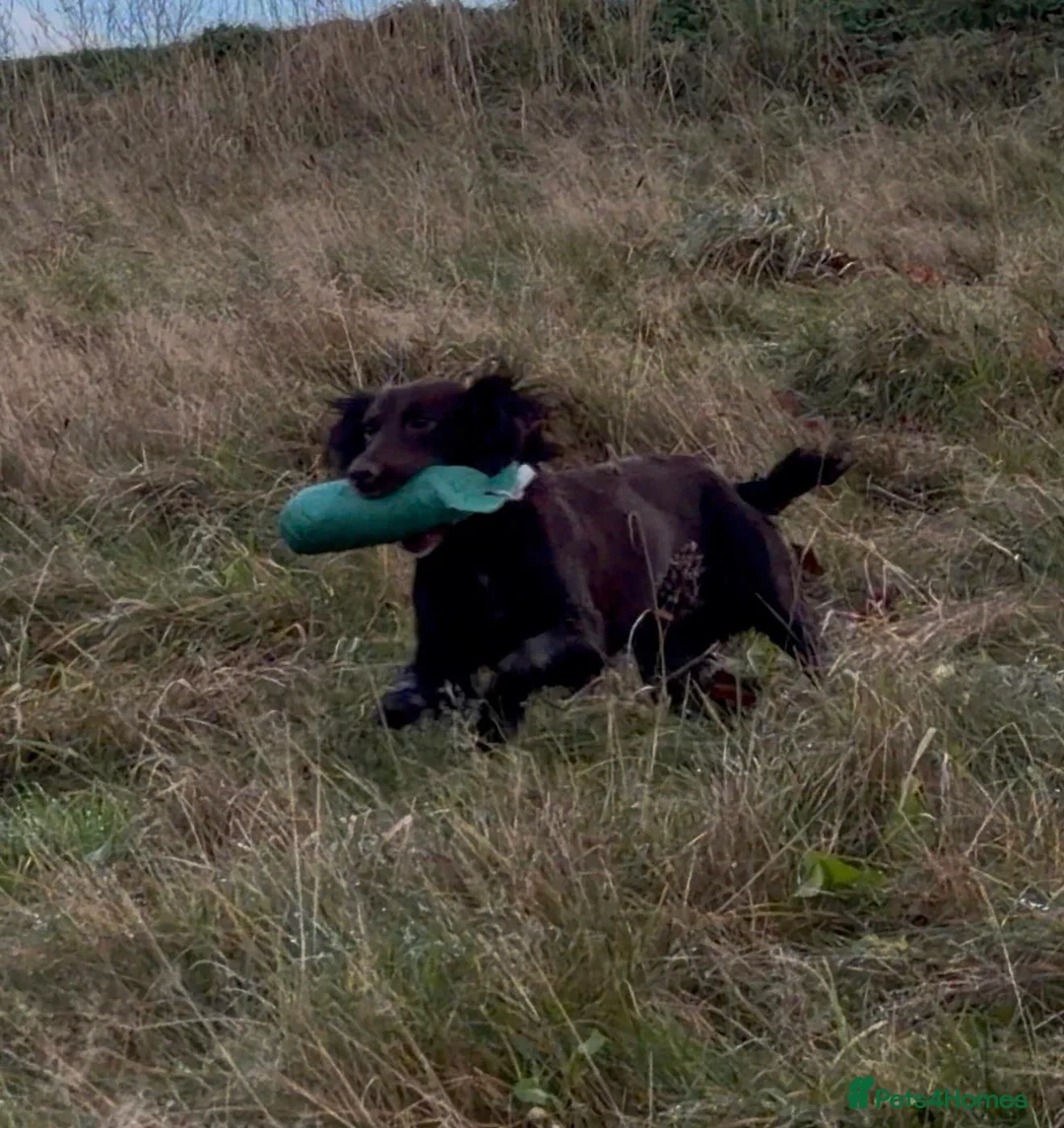 Cocker Spaniel dogs for sale: Beautiful chocolate cocker girl  - Advert 4