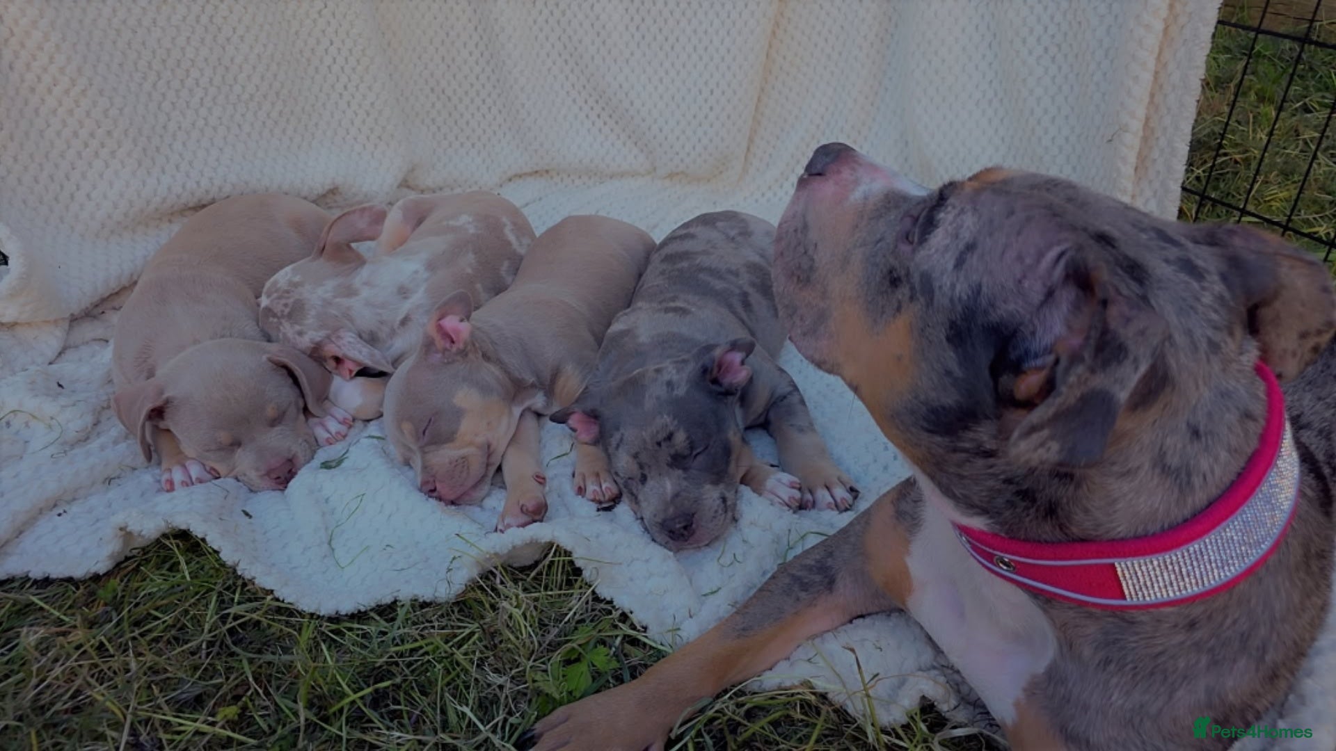 American Bully dogs for sale: ✨️💖American Bully (pocket) Puppies💖✨️ - Advert 11