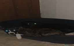 Mixed Breed dogs for sale: Loki  - Image 2