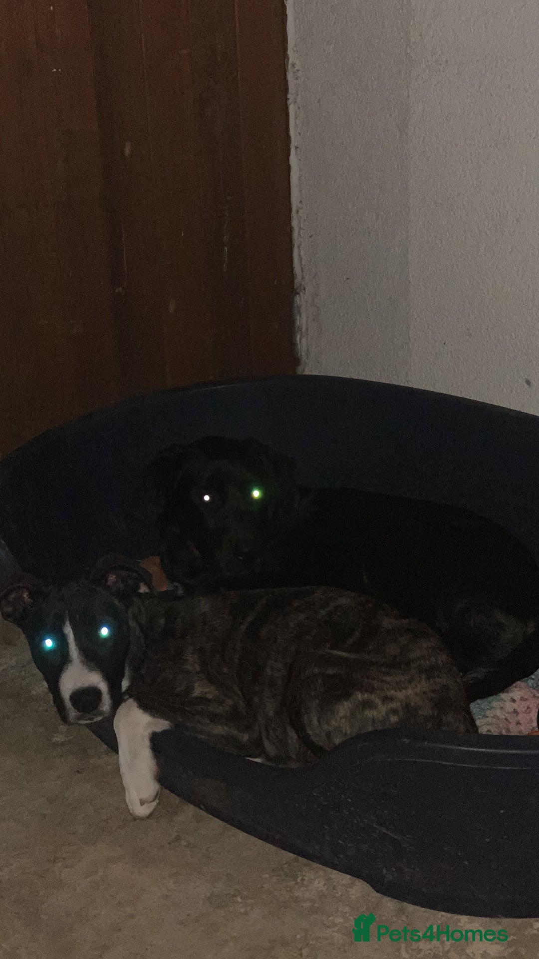 Mixed Breed dogs for sale: Loki  - Image 2