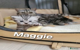 British Shorthair cats for sale: Your Furry Fantasy Awaits! - Image 11