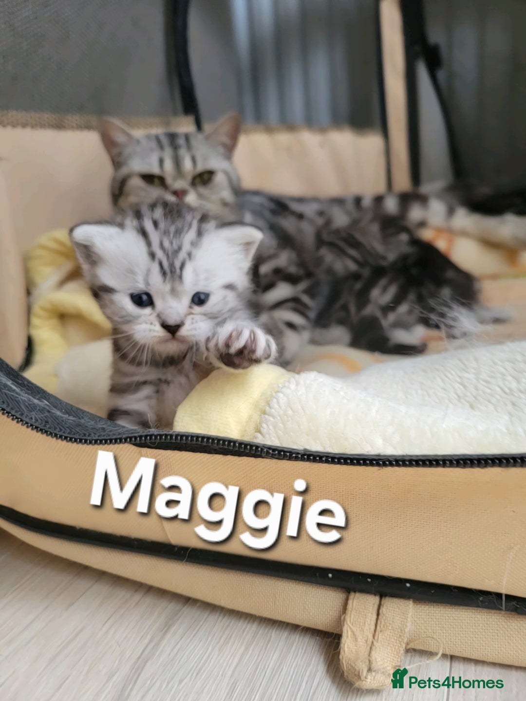 British Shorthair cats for sale: Your Furry Fantasy Awaits! - Image 11