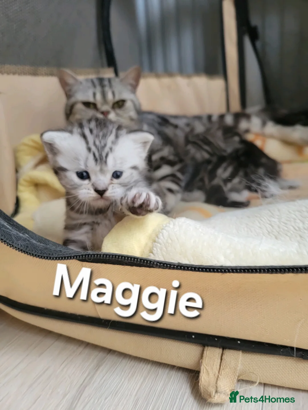 British Shorthair cats for sale: Your Furry Fantasy Awaits! - Advert 10