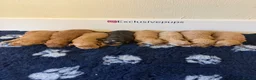 Cockapoo dogs for sale: 🏆🧬F1 miniature show cockapoos 270+health checks  in Pickering - Advert 3