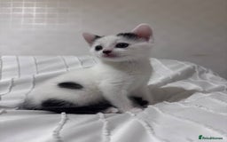 Mixed Breed cats for sale: 3 beautiful kittens looking for new home - Image 4
