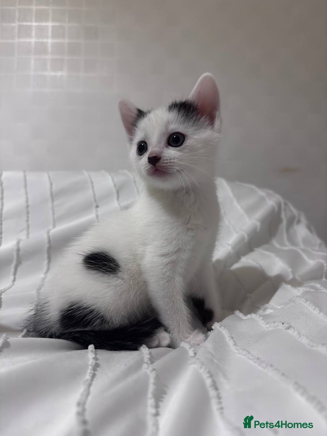 Mixed Breed cats for sale: 3 beautiful kittens looking for new home - Image 4