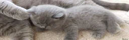 British Shorthair cats for sale: Pure Blue British Shorthair Kittens  - Advert 24