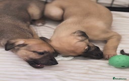 Whippet dogs for sale: KC Registered Whippet puppies  - Image 7