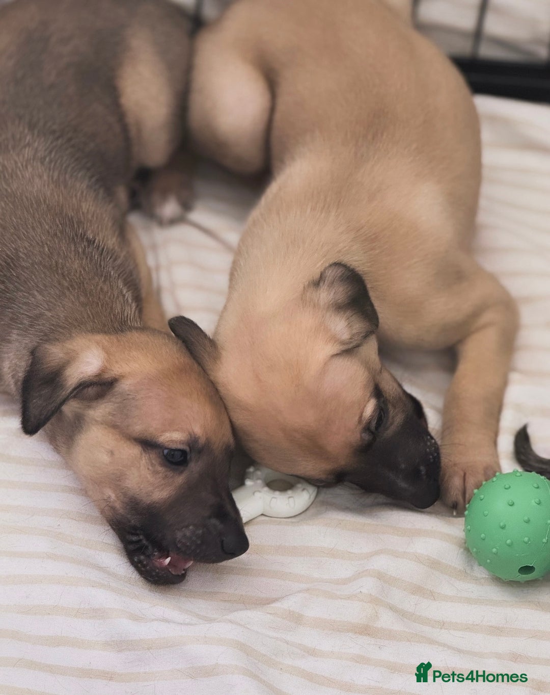 Whippet dogs for sale: KC Registered Whippet puppies  - Image 7