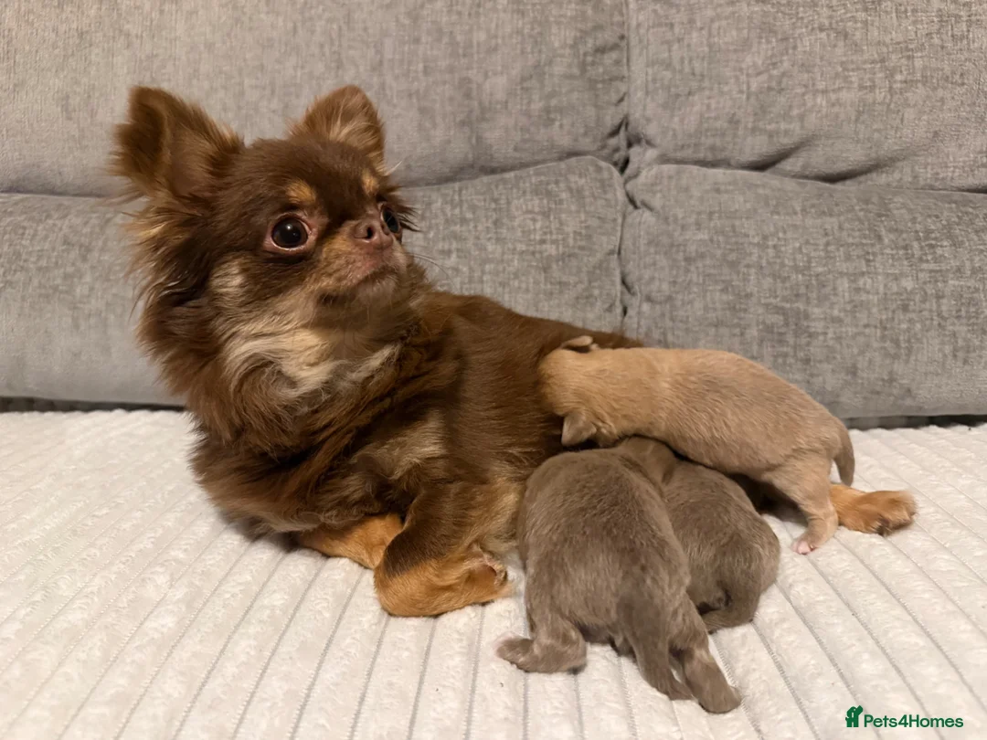 Chihuahua dogs for sale: Incredible 0% COI Longhair chihuahua puppies - Advert 1