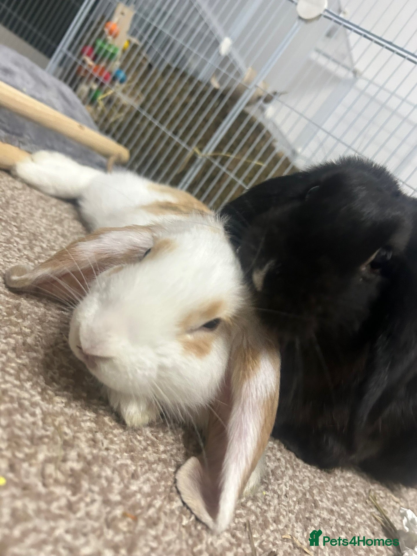 Mini Lop rabbits 🐰 Smudge & Bambi – bonded indoor pair 🤍 - Advert 1