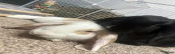 Mini Lop rabbits for sale: 🐰 Smudge & Bambi – bonded indoor pair 🤍 in Durham - Advert 1