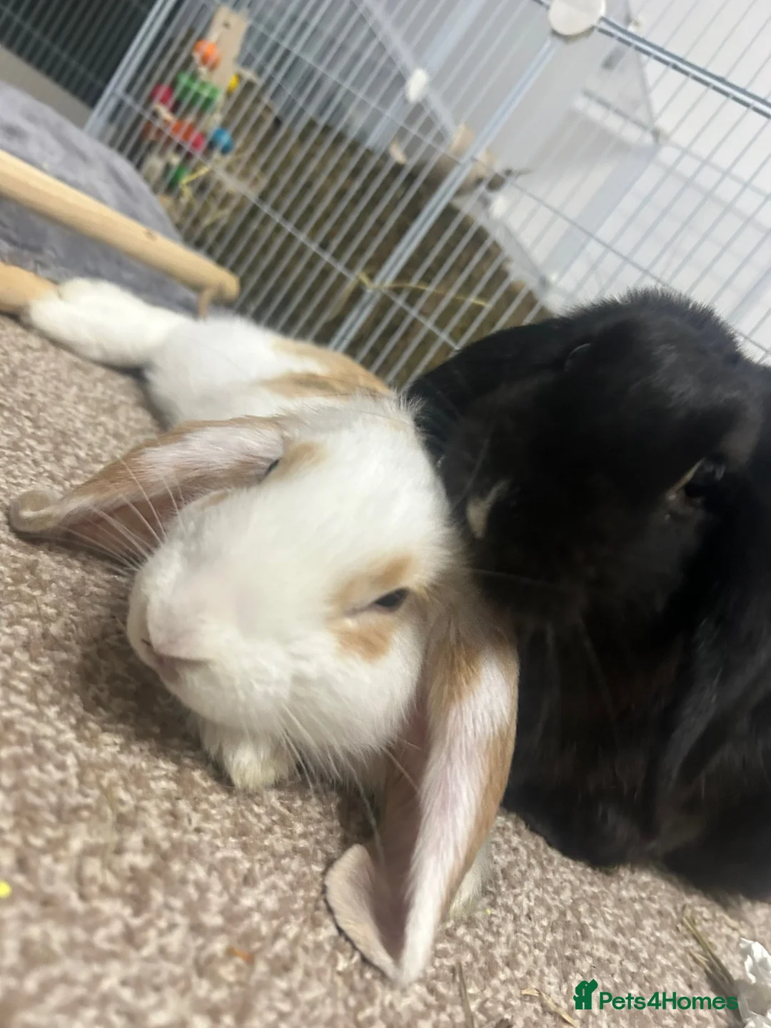 Mini Lop rabbits for sale: 🐰 Smudge & Bambi – bonded indoor pair 🤍 in Durham - Advert 1