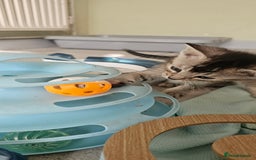 Abyssinian cats for sale: Abyssinian and Bengal x kittens 😻 - Image 25