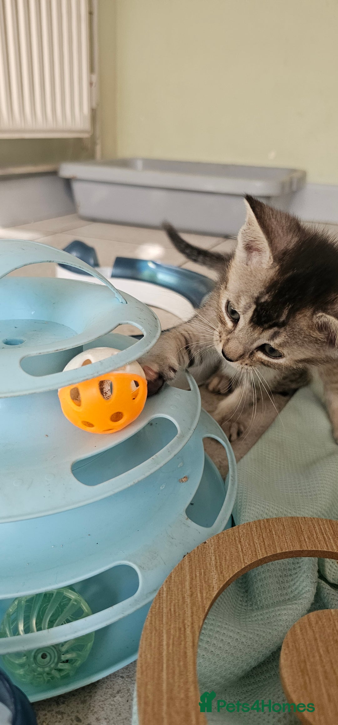 Abyssinian cats for sale: Abyssinian and Bengal x kittens 😻 - Image 25