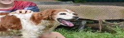 Brittany Spaniel dogs for adoption: Nuca  in Tonypandy - Advert 7