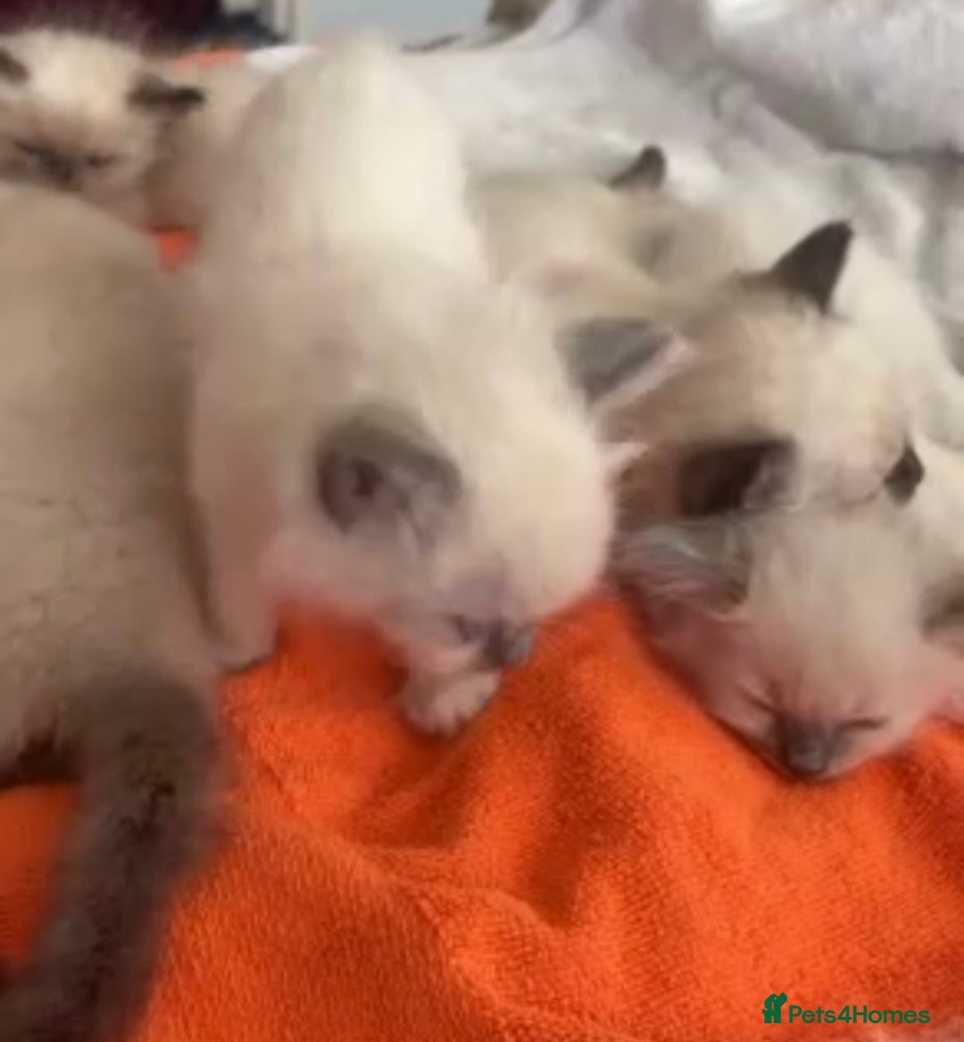 Ragdoll cats for sale: Full Ragdoll Kittens - Both Parents are Pedigree - Image 8
