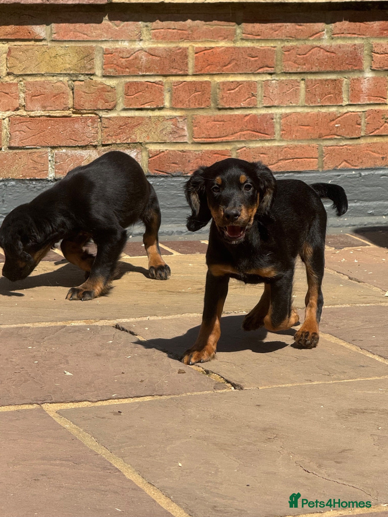 Cocker Spaniel dogs for sale: Exceptional working line KC Cocker spaniel pups - Advert 2