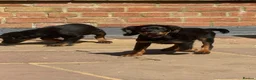 Cocker Spaniel dogs for sale: Exceptional working line KC Cocker spaniel pups - Advert 2