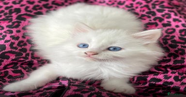 Turkish Angora cats Gorgeous white fluffy Turkish angora kittens  - Advert 15