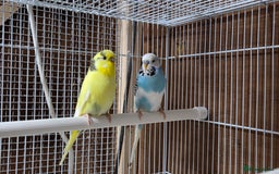 Budgerigars birds for sale: Pair of budgies  - Image 1