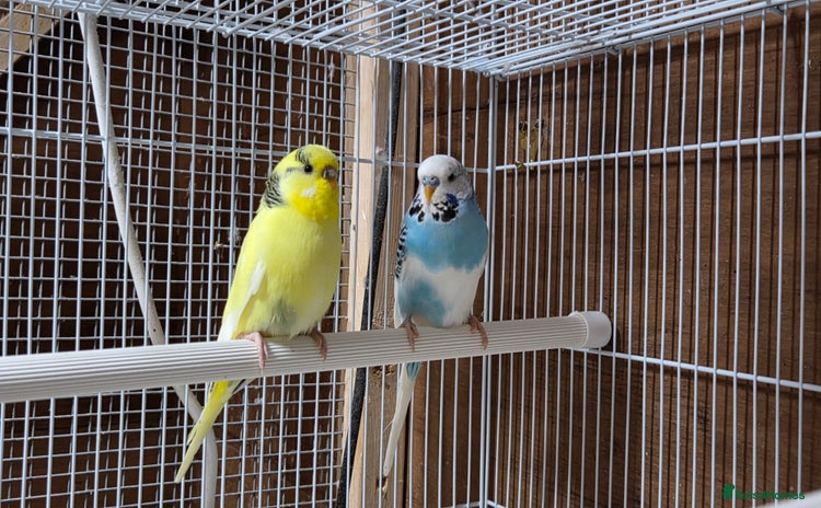 Budgerigars birds - Advert 4