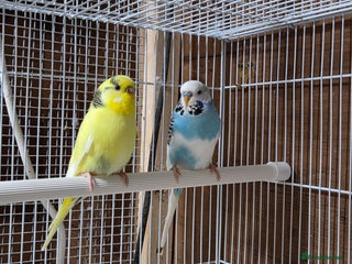 Budgerigars birds - Advert 27