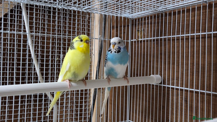Budgerigars birds - Advert 6