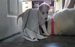 Siberian Husky dogs for sale: Husky puppies - Image 13