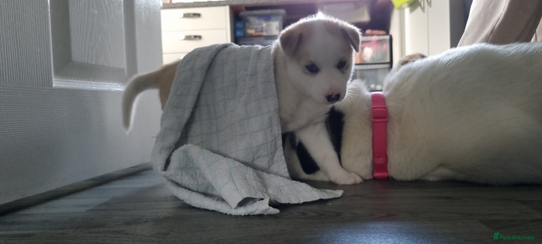 Siberian Husky dogs for sale: Husky puppies - Image 13