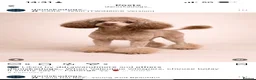 Cockapoo dogs for sale: Toy Cockapoo puppies  in Sunderland - Advert 10