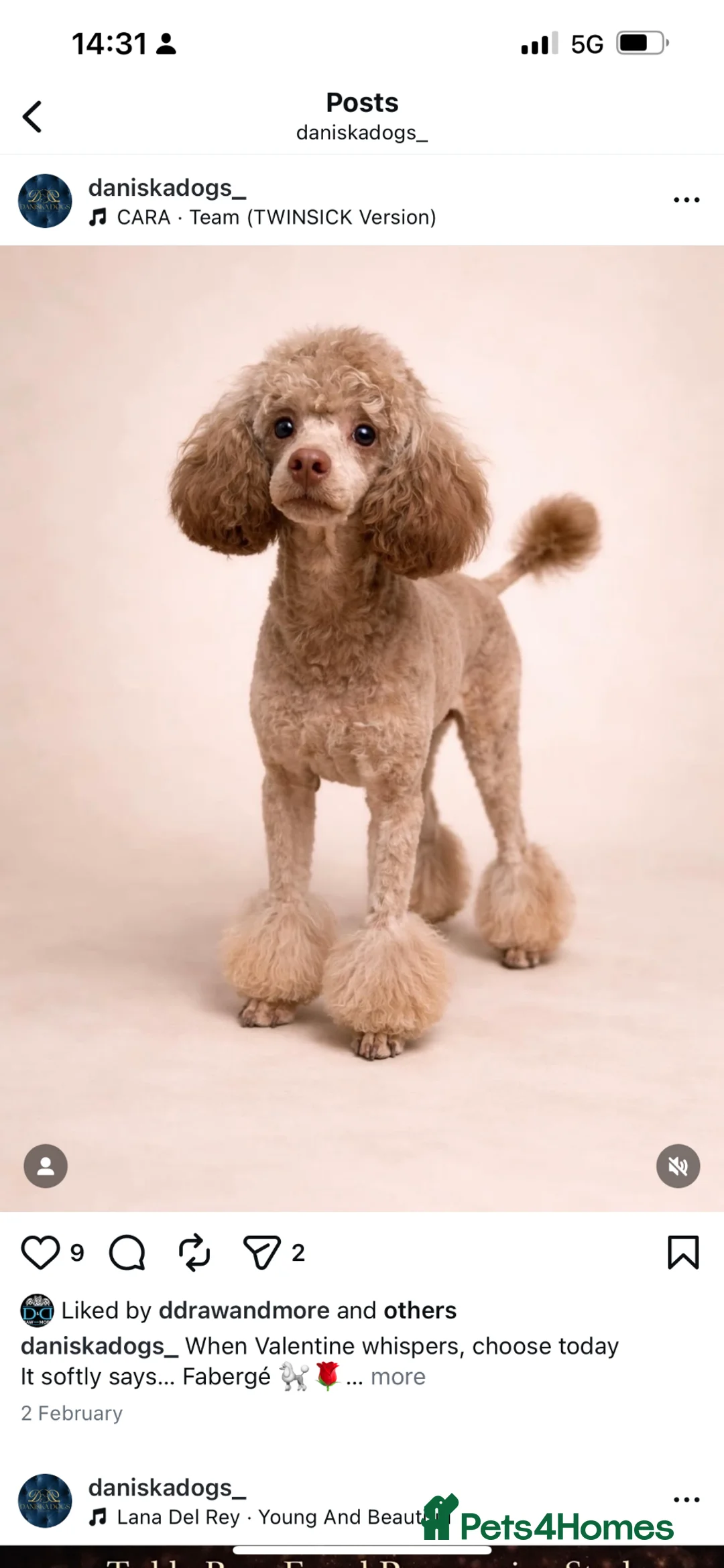 Cockapoo dogs for sale: Toy Cockapoo puppies  in Sunderland - Advert 10