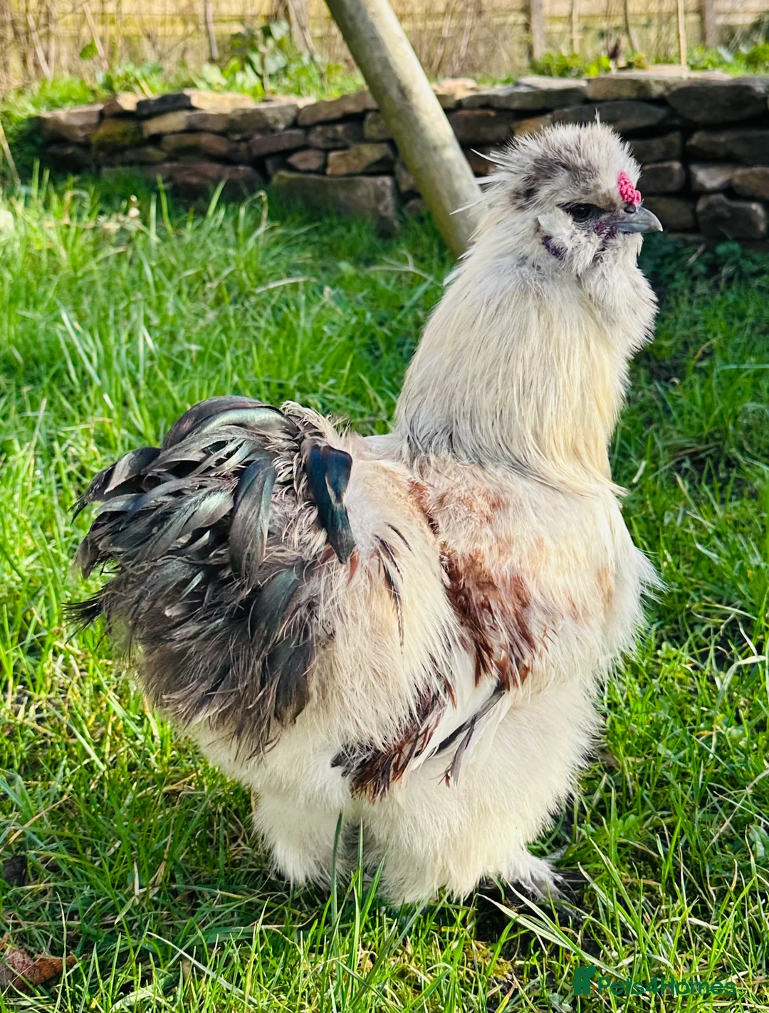 Chickens poultry for sale: Stunning Silkie Cocks and Hens in Oldham - Advert 1