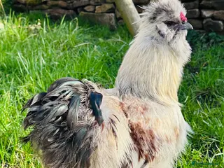 Chickens poultry Stunning Silkie Cocks and Hens in Oldham - Advert 1