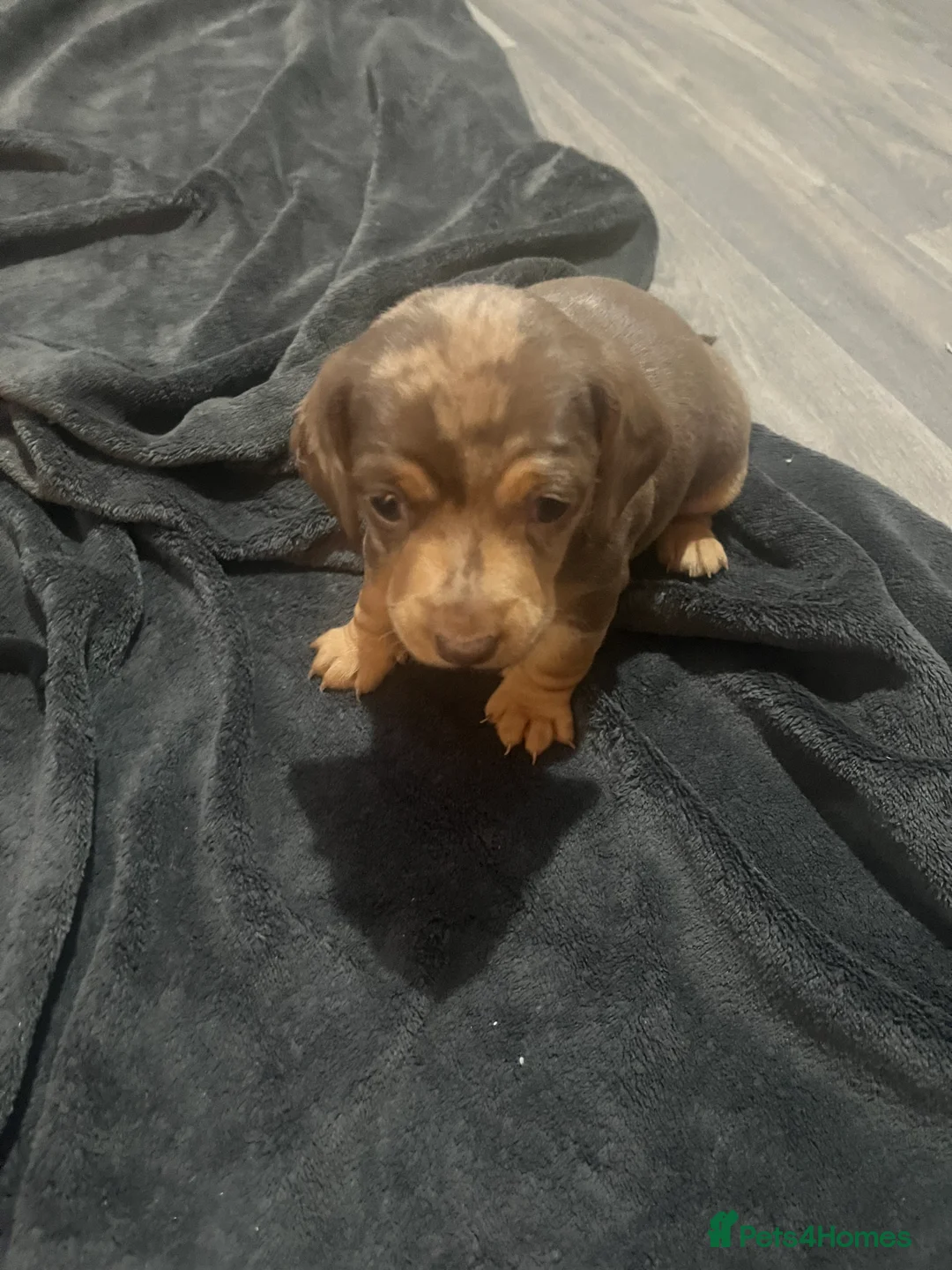 Miniature Dachshund dogs for sale: Minature dachshund  - Advert 8