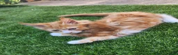 Maine Coon cats for sale: Maine Coon Kittens For Sale  - Advert 19