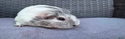 Guinea Pig rodents for sale: Sows mixed ages & breeds - Advert 12