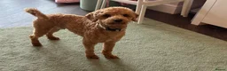 Cockapoo dogs for sale: 2 year old cockapoo  - Advert 2