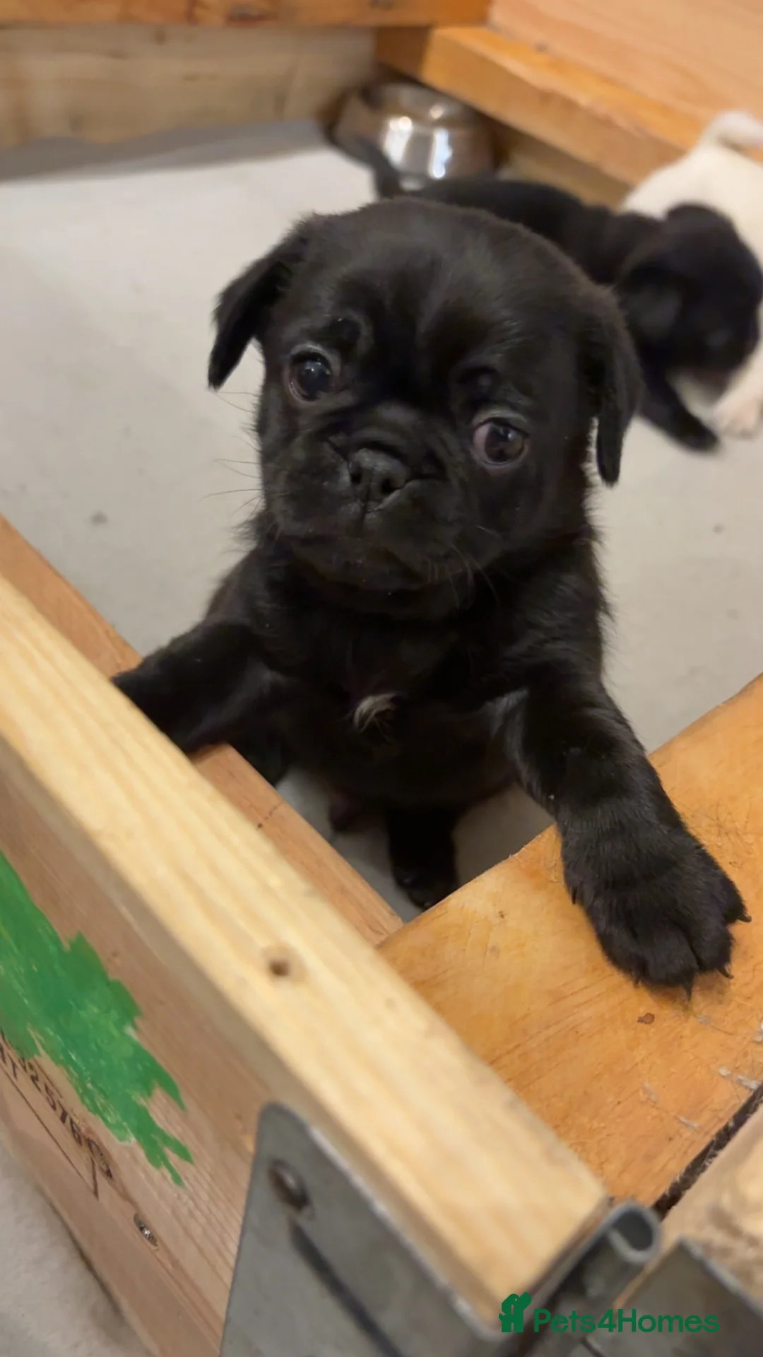 Pug dogs for sale: 3 gorgeous pug puppies - Advert 17