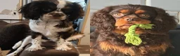 Cavalier King Charles Spaniel dogs for sale: 🤎 RKC registered Chocolate Cavaliers 🤎 - Advert 2