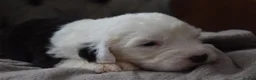Old English Sheepdog dogs for sale: Stunning KC Registered Old English Sheepdog Pups - Advert 12