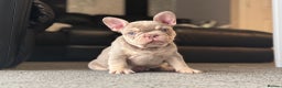 French Bulldog dogs for stud: 🏆KING HADE BEST ROJO AND TAN🏆Clinic Fee Inc  in Sittingbourne - Advert 6