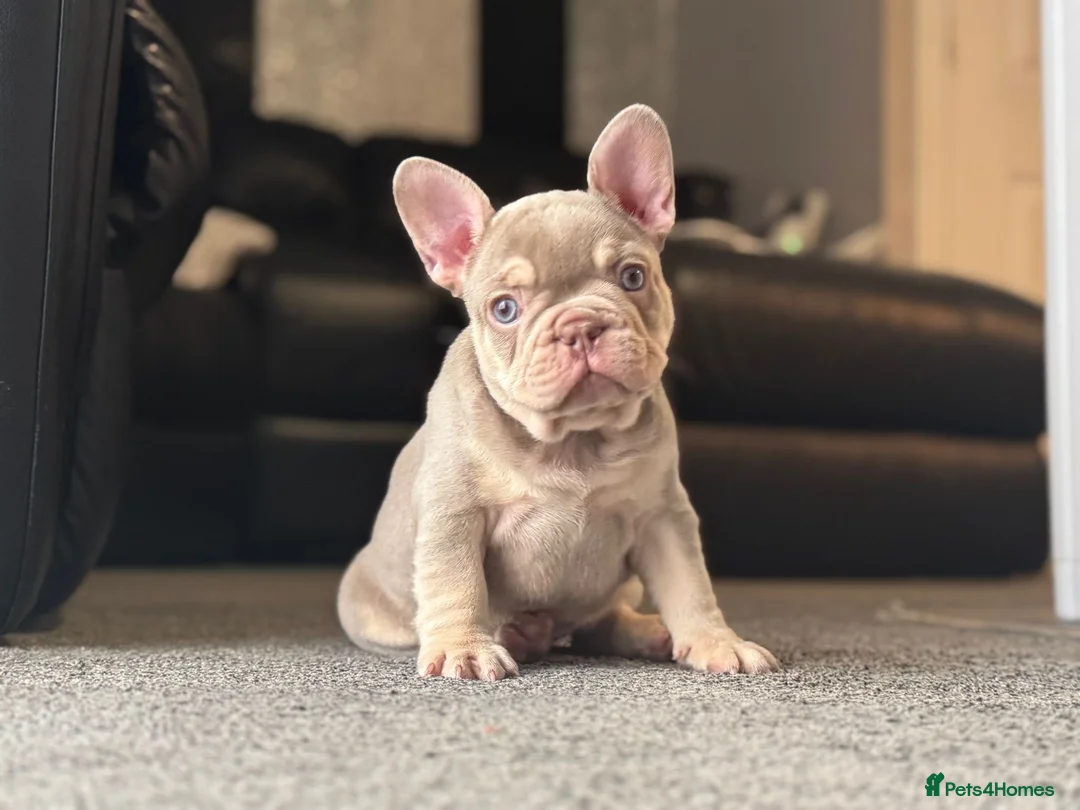 French Bulldog dogs for stud: 🏆KING HADE BEST ROJO AND TAN🏆Jan Sale❗️ in Sittingbourne - Advert 7