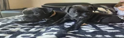 Patterdale Terrier dogs for sale: 2 x Female Patterdale Terrier Pups - Advert 2