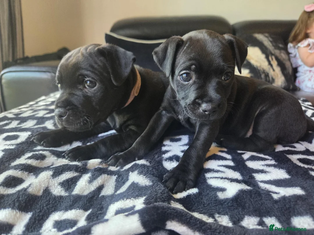 Patterdale Terrier dogs for sale: 2 x Female Patterdale Terrier Pups - Advert 2